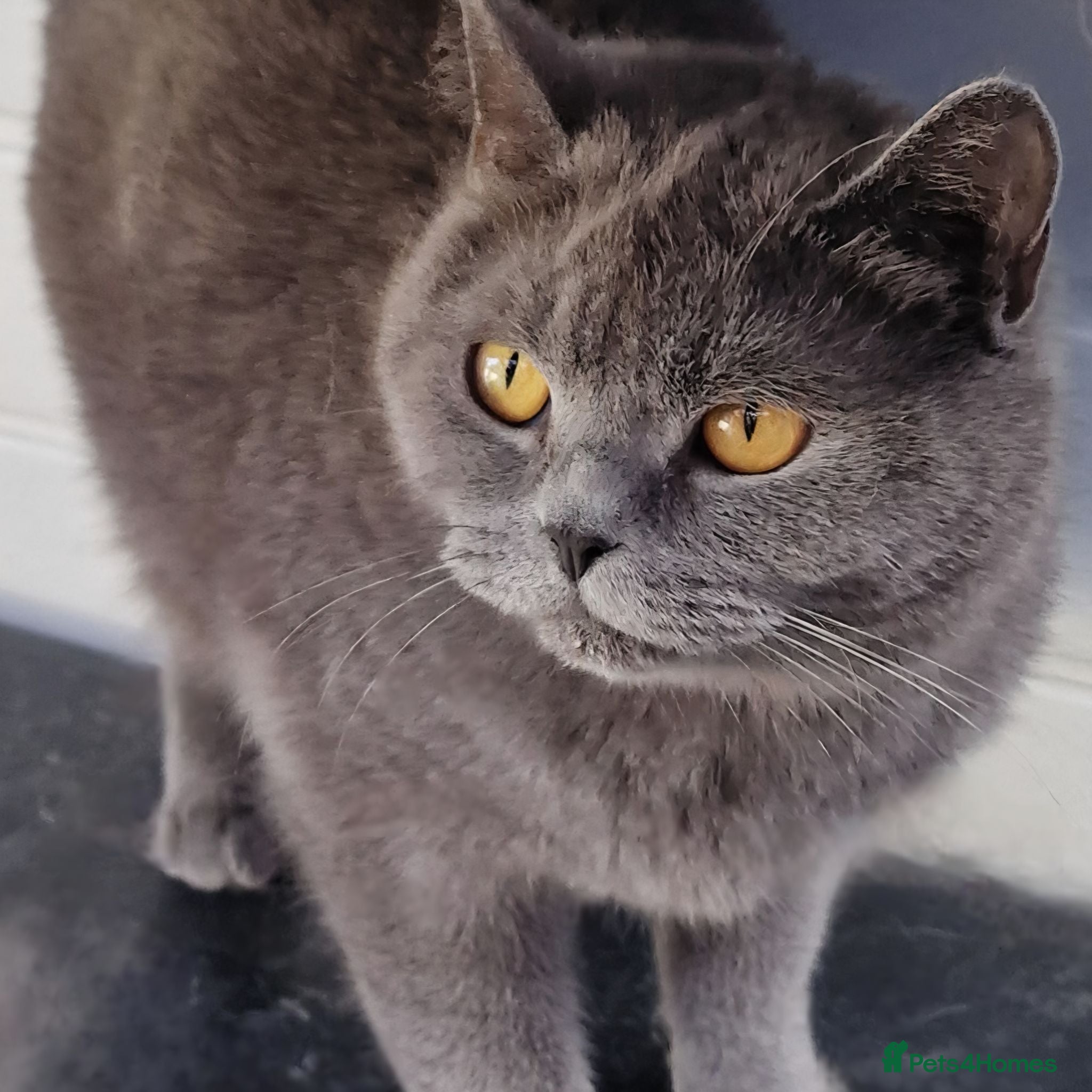 British Shorthair cats Gorgeous British Blue  Shorthaired girl  - Advert 2