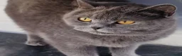 British Shorthair cats for sale: Gorgeous British Blue  Shorthaired girl  - Advert 2