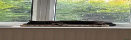 Mixed Breed cats for sale: 2 cats needing new home - Advert 4