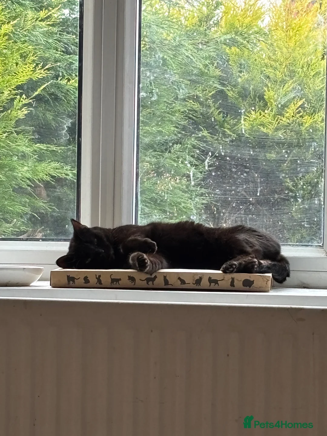Mixed Breed cats for sale: 2 cats needing new home - Advert 4