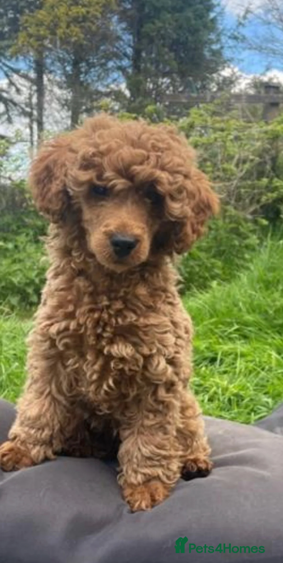 Toy Poodle dogs for stud: Red Toy poodle for stud health tested  in Swansea - Advert 2