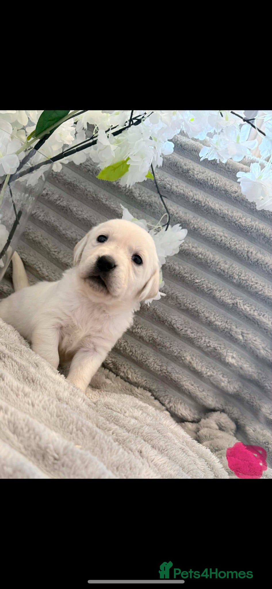 Goldador dogs Beautiful goldador pups - Advert 2