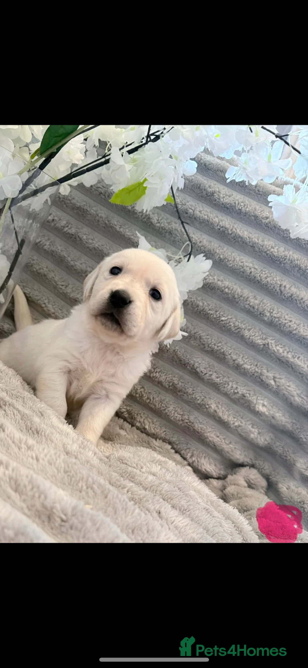 Goldador dogs for sale: Beautiful goldador pups in Barnsley - Advert 1