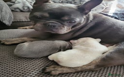 French Bulldog dogs for sale: Female White french bulldog - Image 18