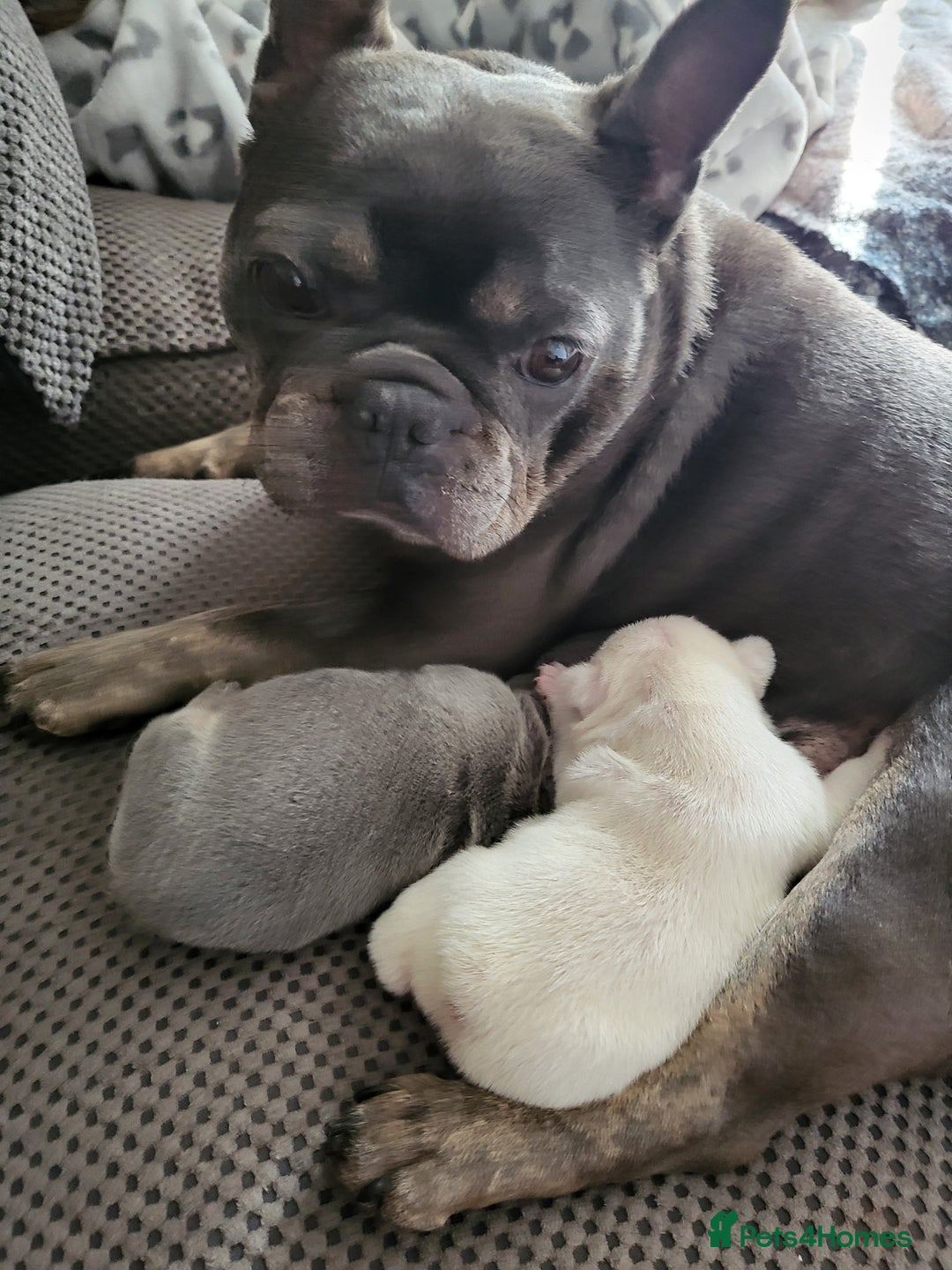 French Bulldog dogs for sale: Female White french bulldog - Image 18
