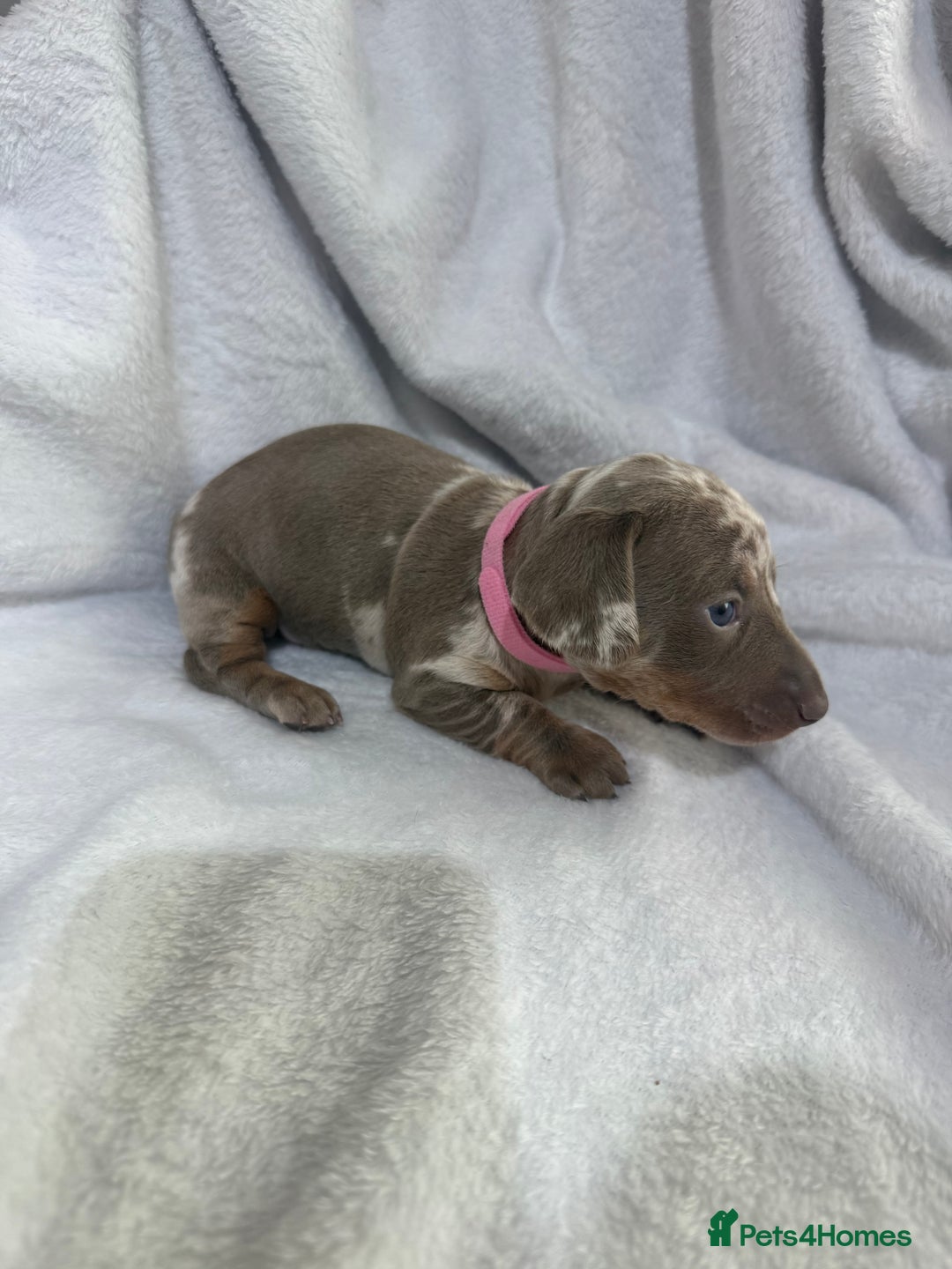 Dachshund dogs for sale: 4 dachshund puppies all females - Advert 12