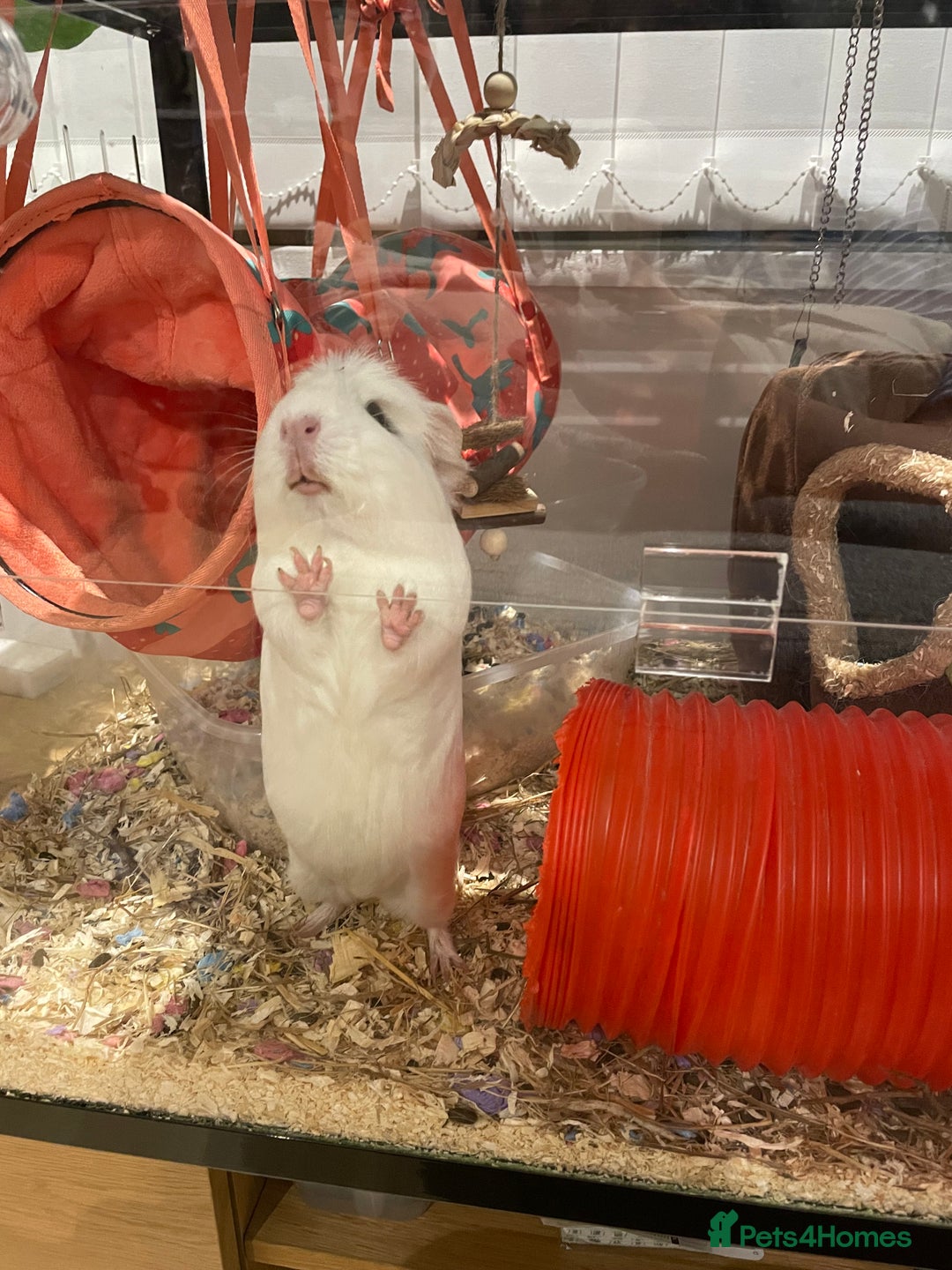 Guinea Pig rodents for sale: 2 Lovely Guinea Pigs Looking for a New Home 🐹🐹 - Image 2