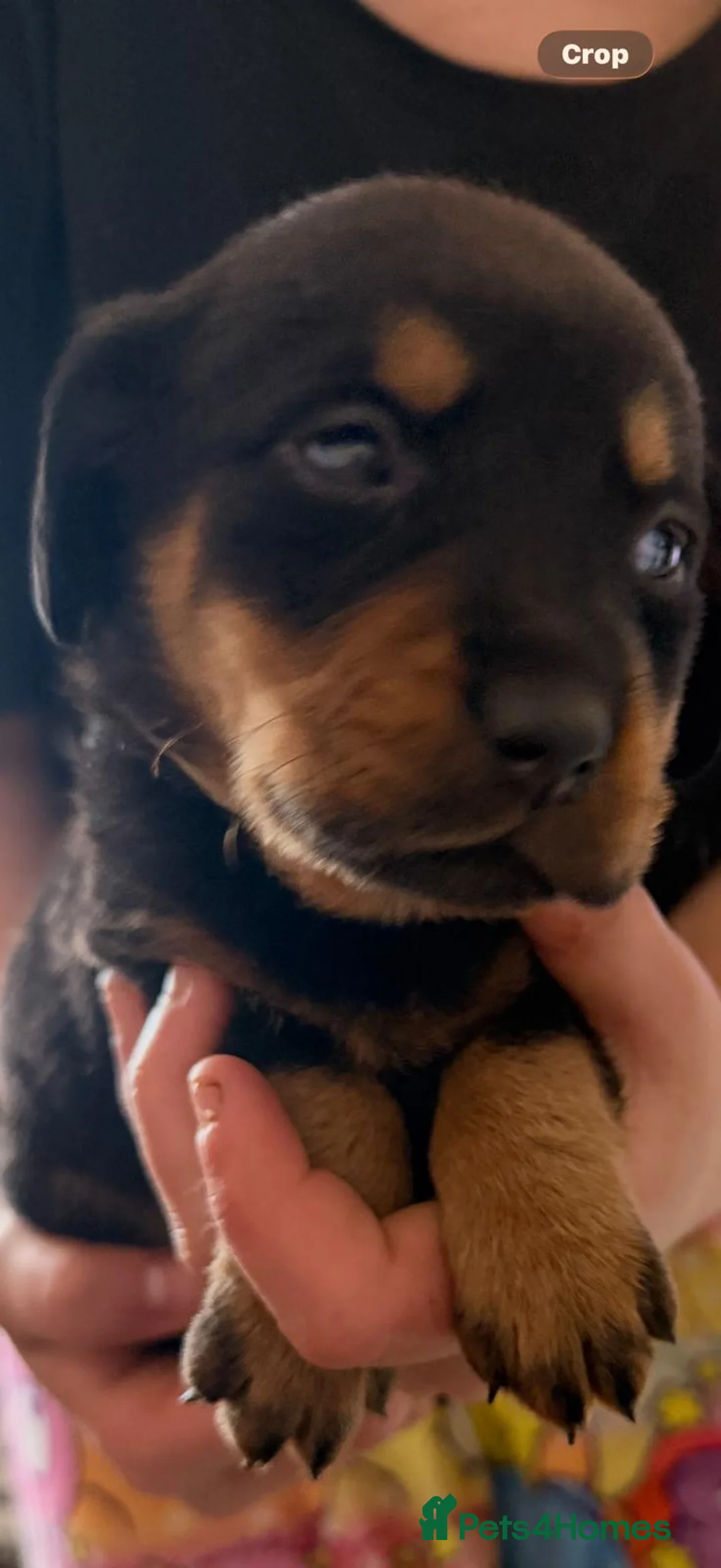 Mixed Breed dogs for sale: Labradoodle puppies  - Advert 9