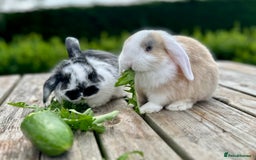 Mini Lop rabbits for sale: 2 mini lops for sale, 1 male 1 female - Image 1