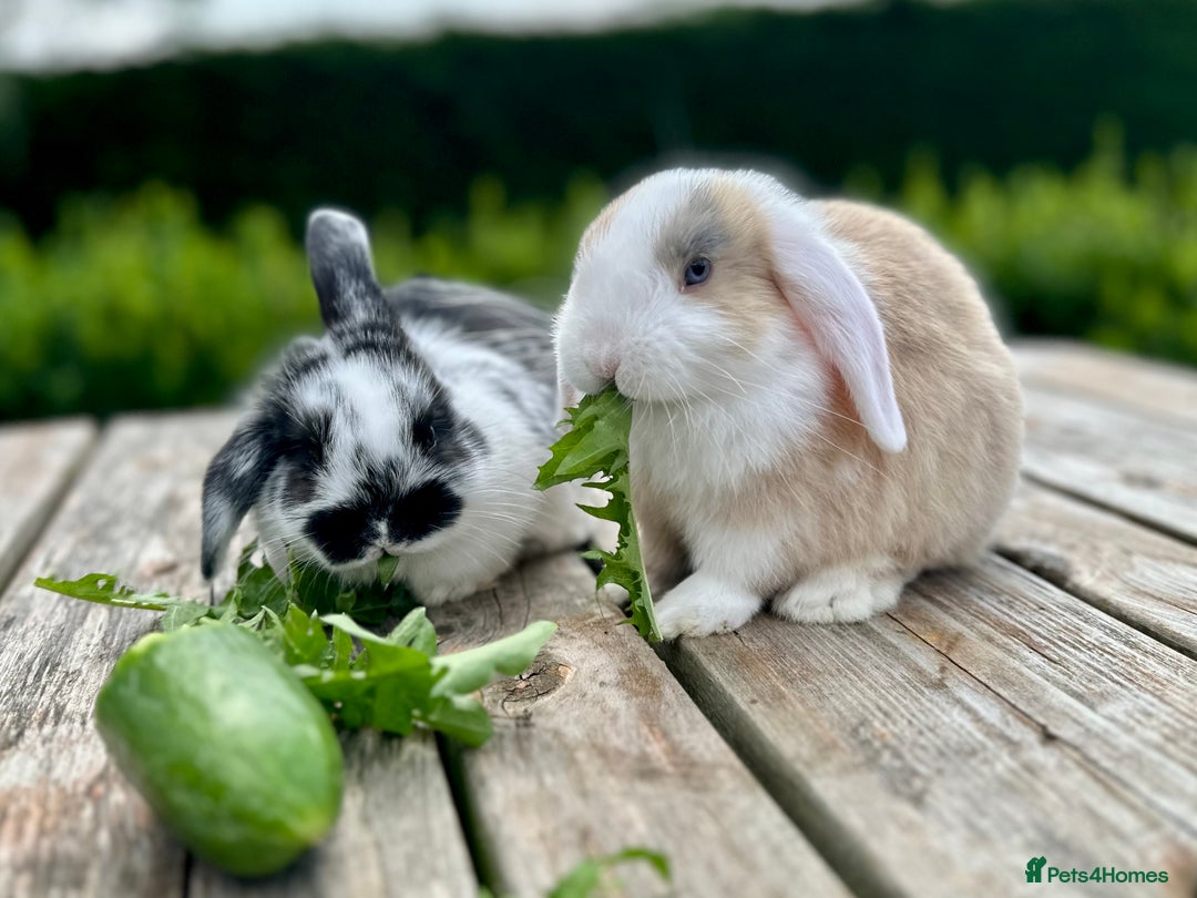 Mini Lop rabbits for sale: 2 mini lops for sale, 1 male 1 female - Image 1