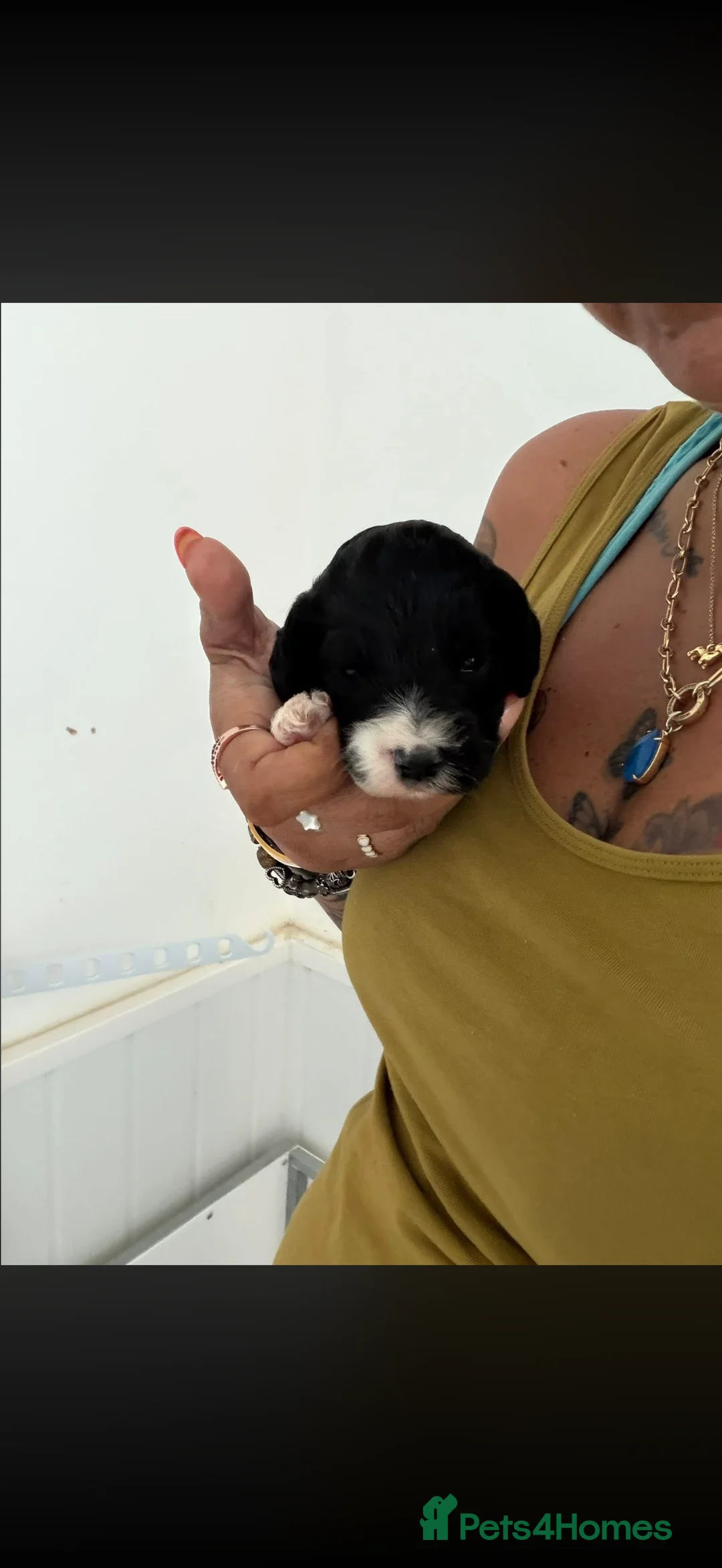 Cockapoo dogs for sale: 2 male 1 female cocapoo puppies  in Pontyclun - Advert 2