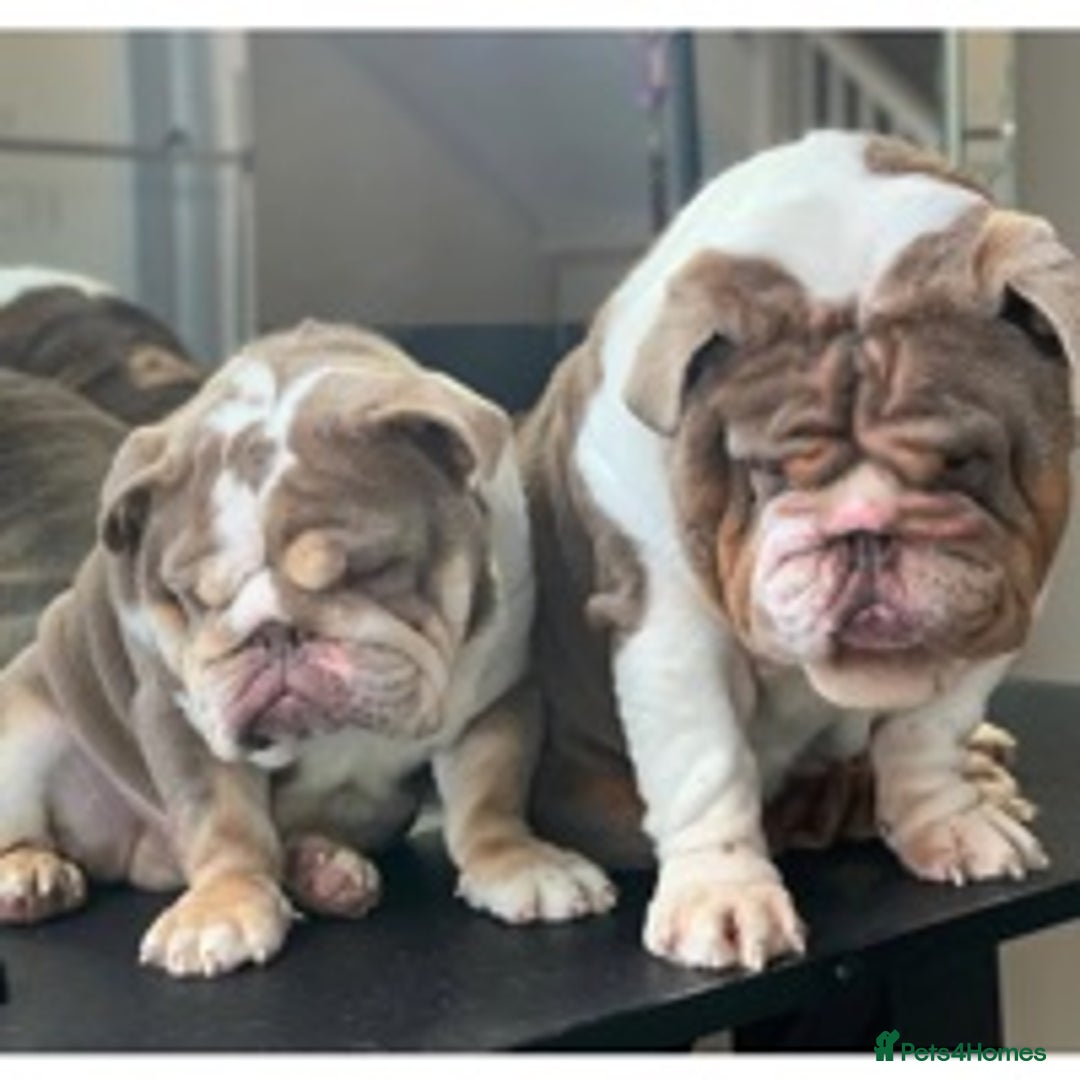 English Bulldog dogs for stud: 💥MR MIAGI LILAC TRI MINI BULLDOG STUD💥 in Liverpool - Image 4