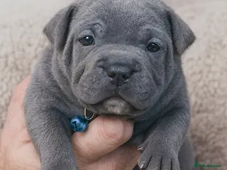 Staffordshire Bull Terrier dogs VALGO PUPS AVAILABLE 💯🔥 - Advert 6