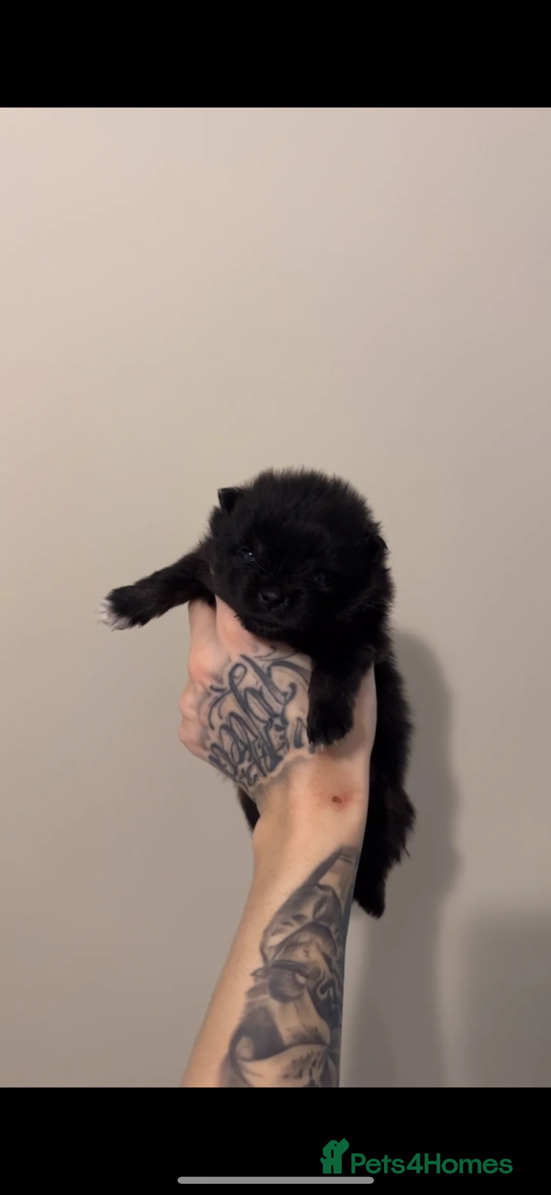 Pomeranian dogs for sale: Korean & Russian female Pomeranians - Advert 5