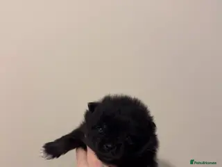 Pomeranian dogs Korean & Russian female Pomeranians - Advert 6