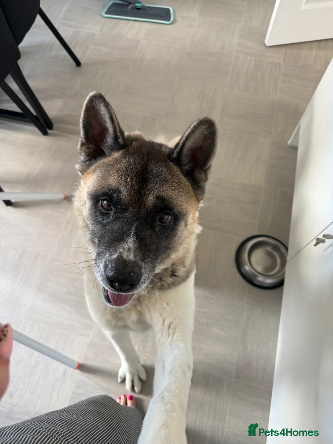 Akita dogs for sale: 8 year old American Akita  in York - Advert 2
