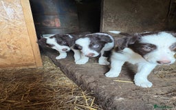 Border Collie dogs for sale: Red and white Border Collie Pups  - Image 8