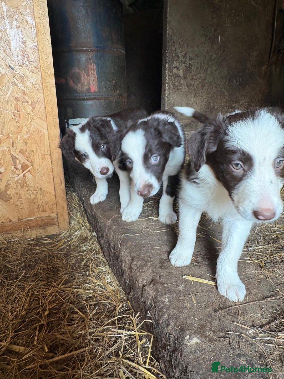 Border Collie dogs for sale: Red and white Border Collie Pups  - Image 8