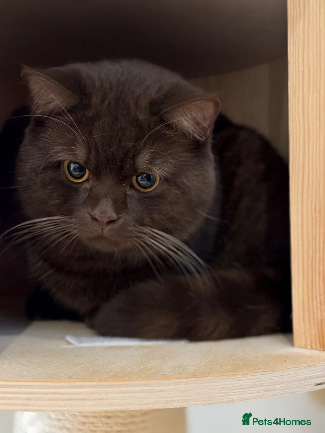 British Shorthair cats for sale: Chocolate British shorthair  - Advert 1