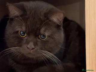 British Shorthair cats Chocolate British shorthair - Advert 3