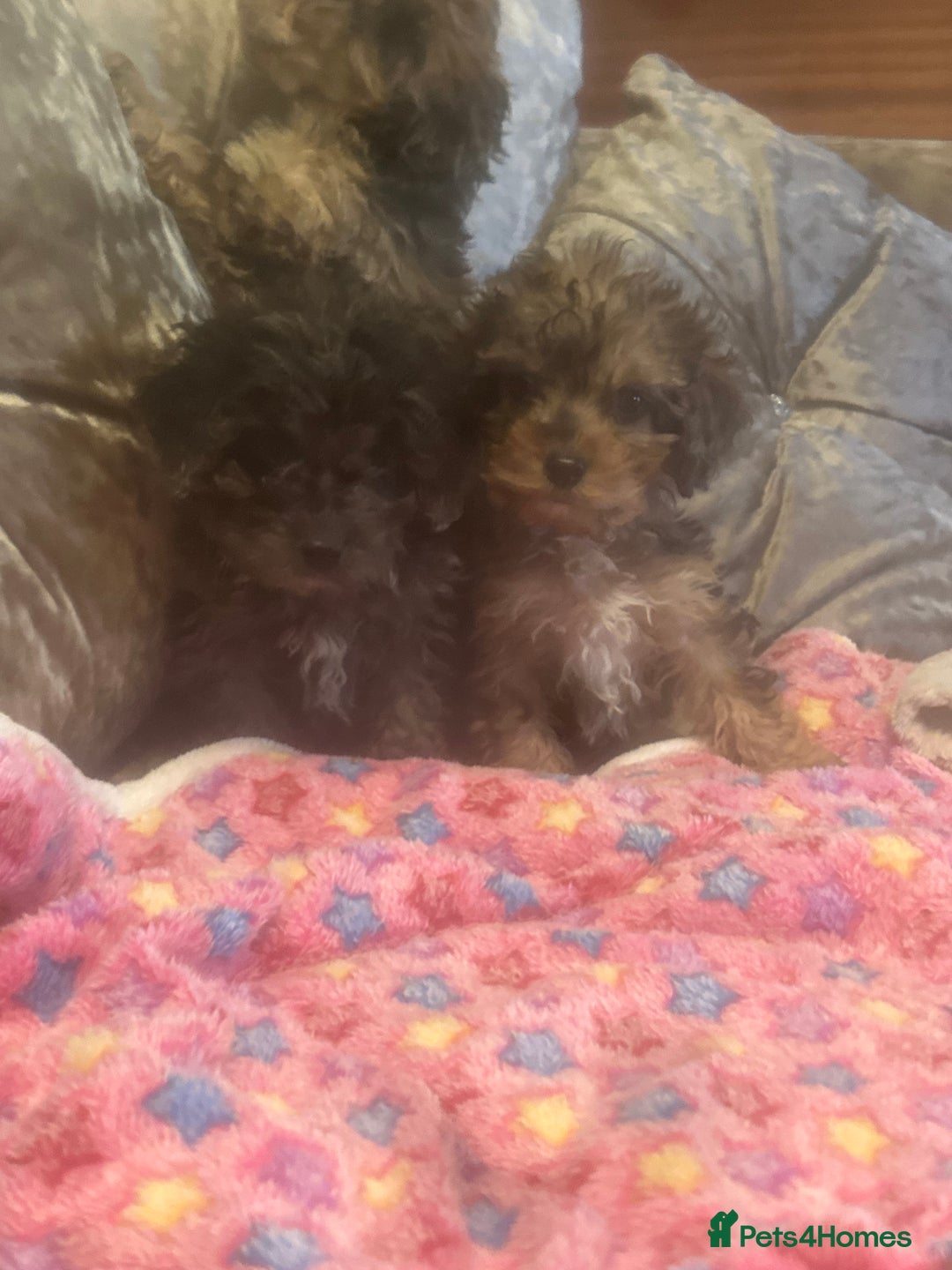 Cockapoo dogs for sale: Cockapoo puppies ready now  - Advert 10