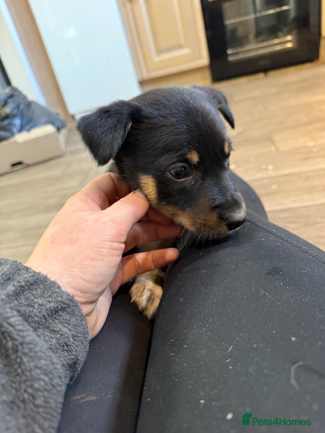 Australian Kelpie dogs for sale: Beautiful Australian kelpies  - Advert 5