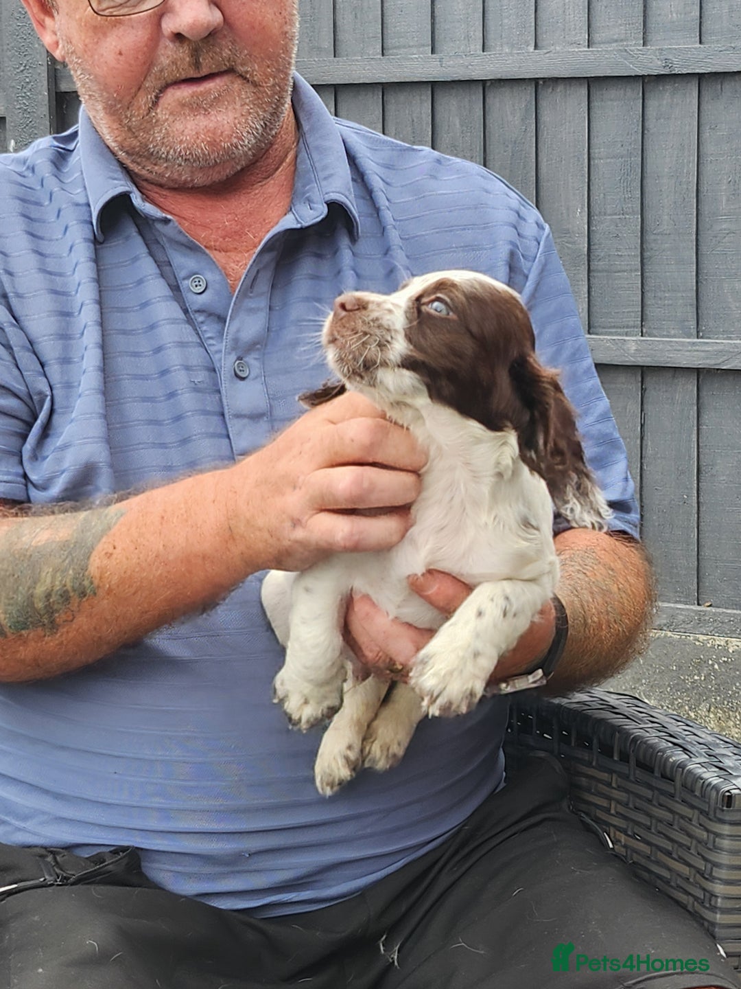 Cocker Spaniel dogs for sale: 7 pups 4 girls 3 boys  - Image 36