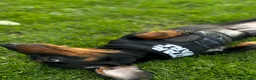 Dachshund dogs for sale: Dachshund  in Wisbech - Advert 3