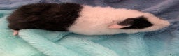 Guinea Pig rodents for sale: Two male baby guinea pigs ready now - Advert 4