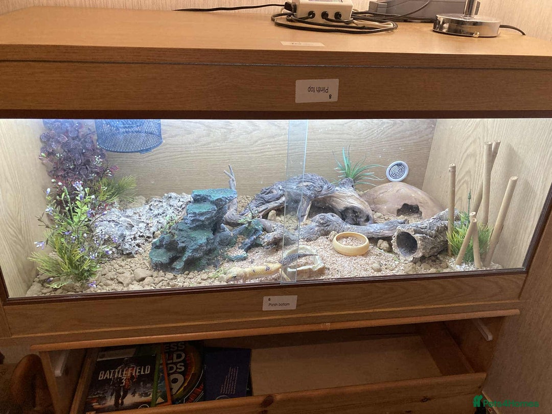 Leopard Gecko reptiles for sale: Leopard gecko FOR SALE - Image 4