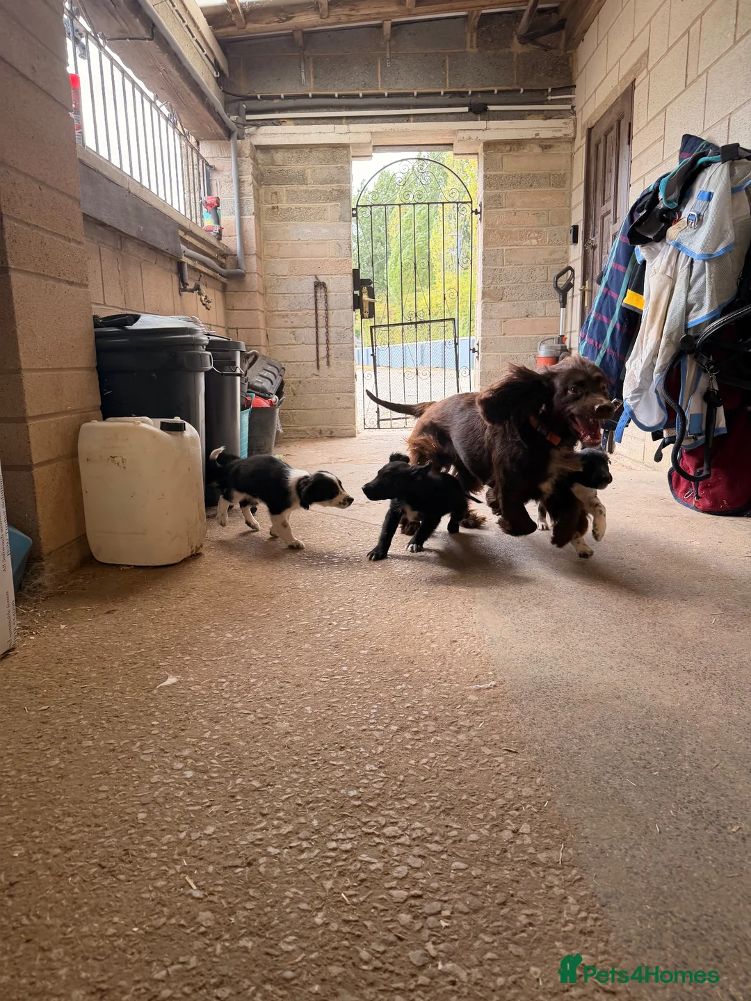 Sprocker dogs for sale: Sprocker pups available  - Advert 2