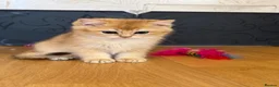 British Shorthair cats for sale: 🌟Last BSH Golden Shaded lovely girl left🌟 in Preston - Advert 8