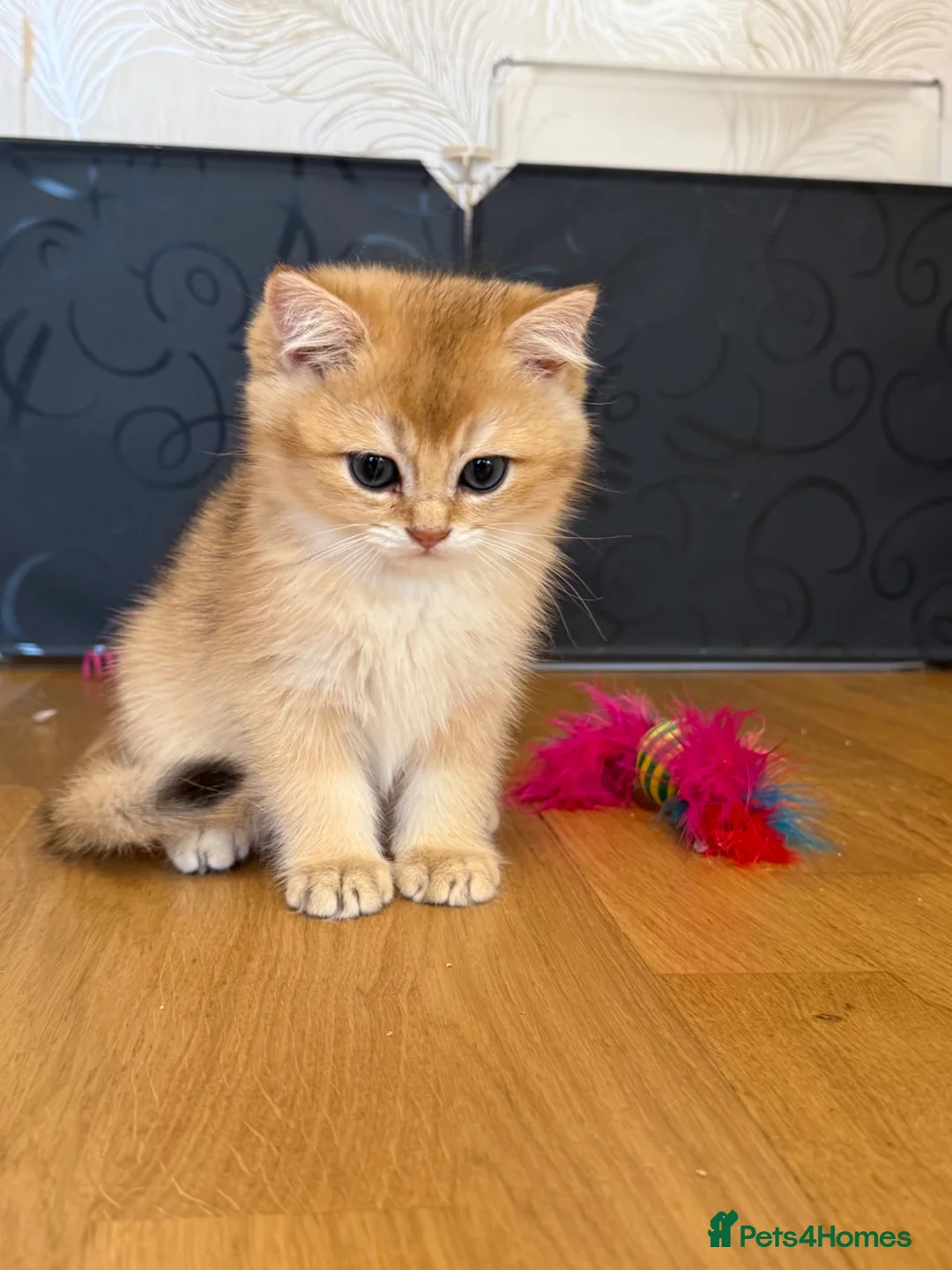 British Shorthair cats for sale: 🌟Last BSH Golden Shaded lovely girl left🌟 in Preston - Advert 8