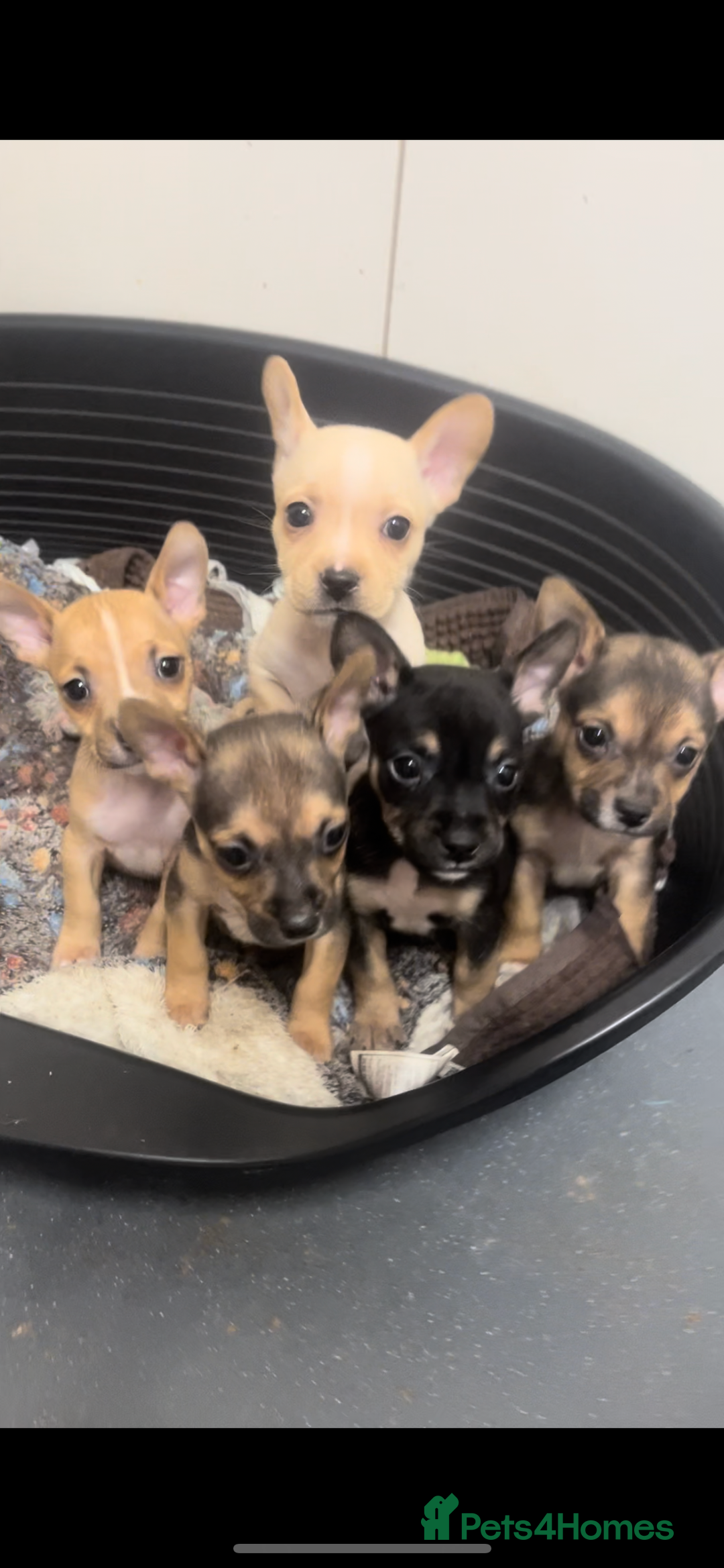 Mixed Breed dogs for sale: Jack Russell cross French bulldog pups ready now  - Advert 4
