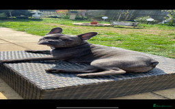 French Bulldog dogs for sale: Rehoming Our Beautiful Girl - Image 1