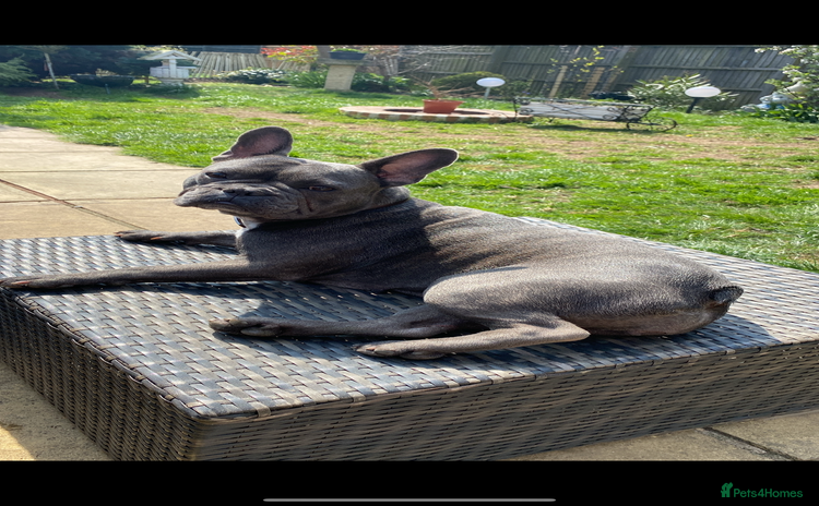 French Bulldog dogs - Advert 1