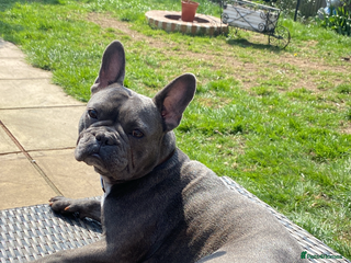 French Bulldog dogs - Advert 2