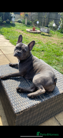 French Bulldog dogs - Advert 13
