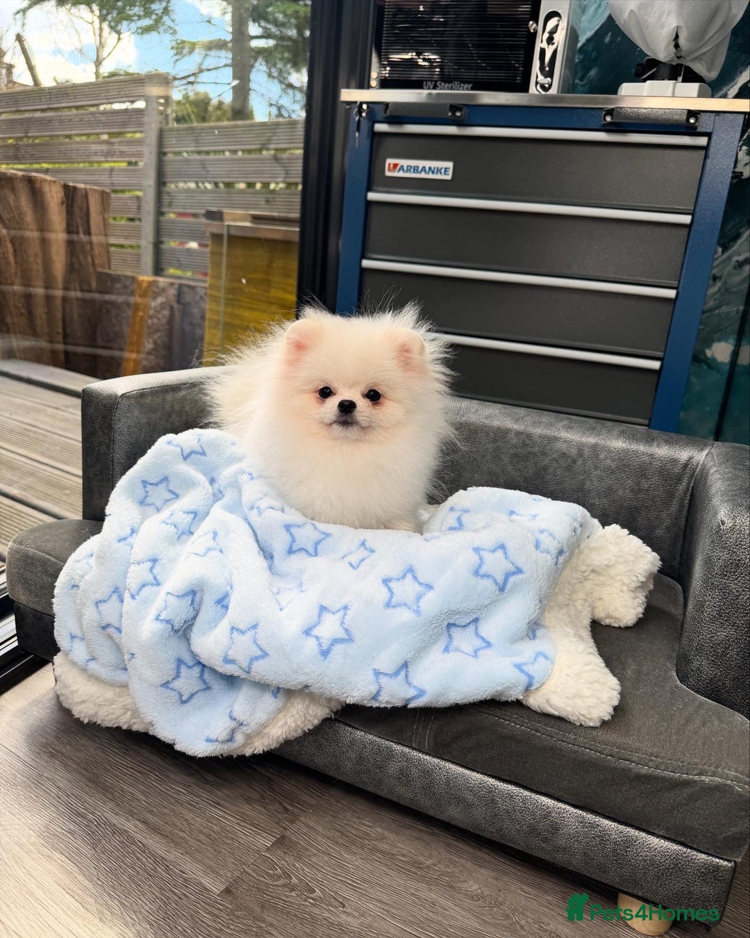Pomeranian dogs for sale: Pomeranian Last Boy - Image 17