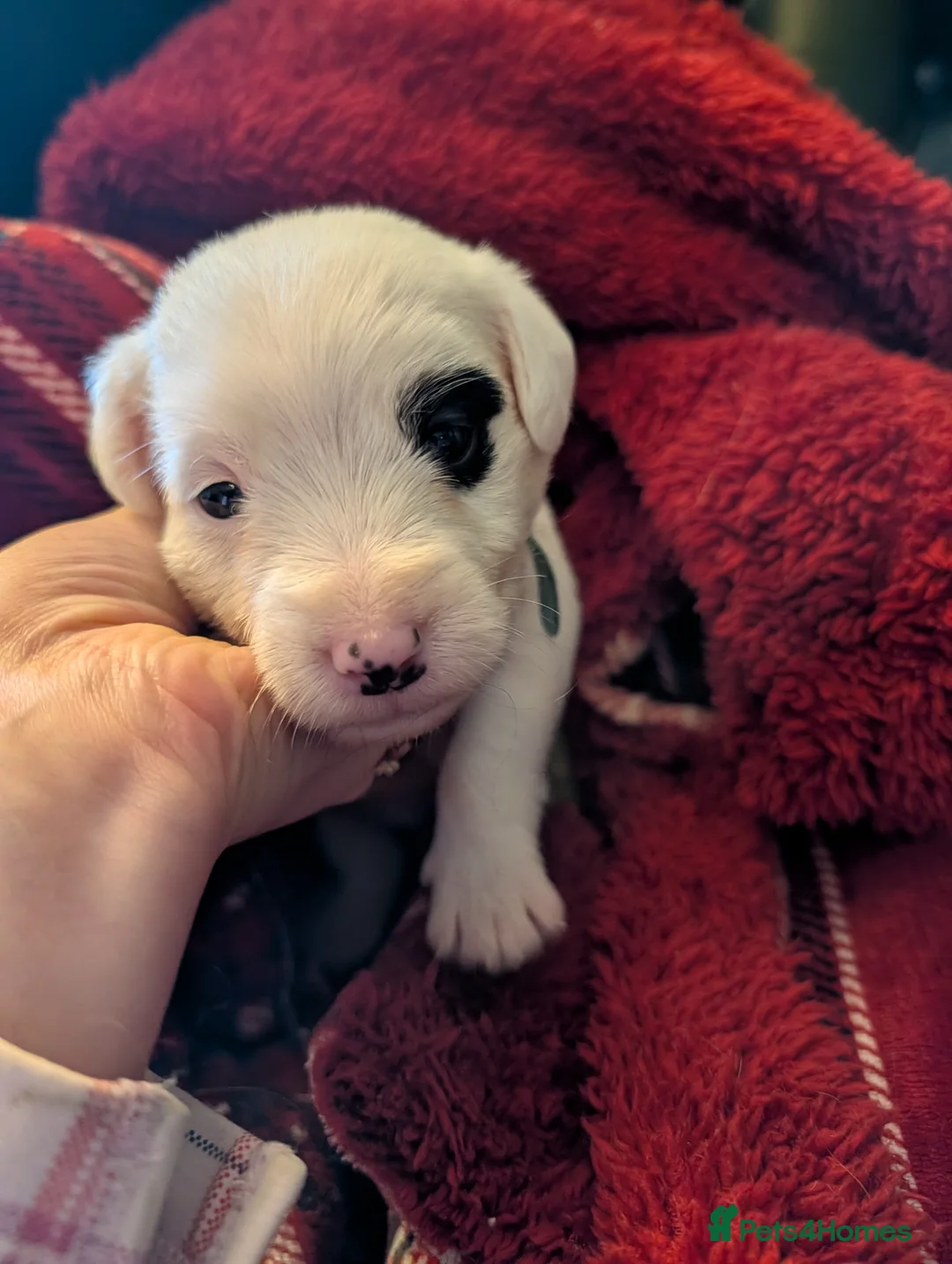 Sealyham Terrier dogs for sale: Beautiful Champion Lines Sealyham Terrier Litter - Advert 26