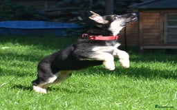 German Shepherd dogs for sale: ⚡RARE EAST EUROPEAN SHEPHERD PUPPIES AVAILABLE⚡ - Image 10