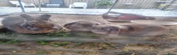 French Lop rabbits for sale: Several rabbits needing rehoming donation req  - Advert 4