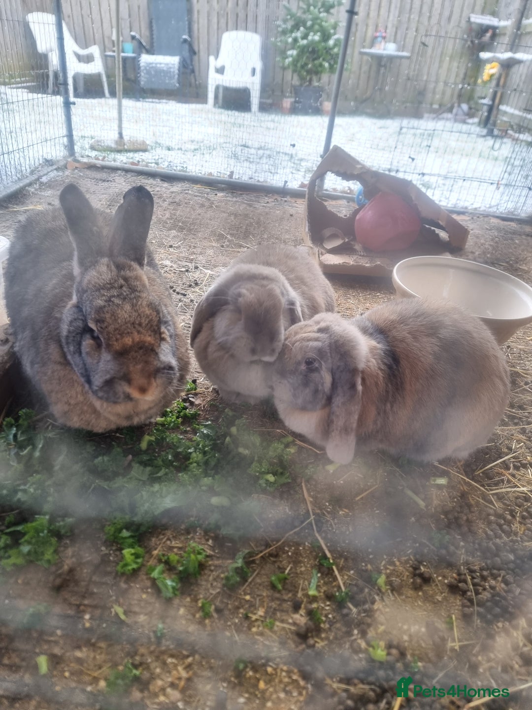 French Lop rabbits for sale: Several rabbits needing rehoming donation req  - Advert 4