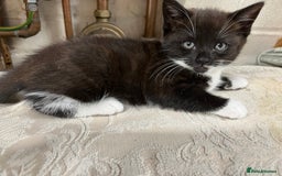 Mixed Breed cats for sale: Beautiful black kitten  - Image 6