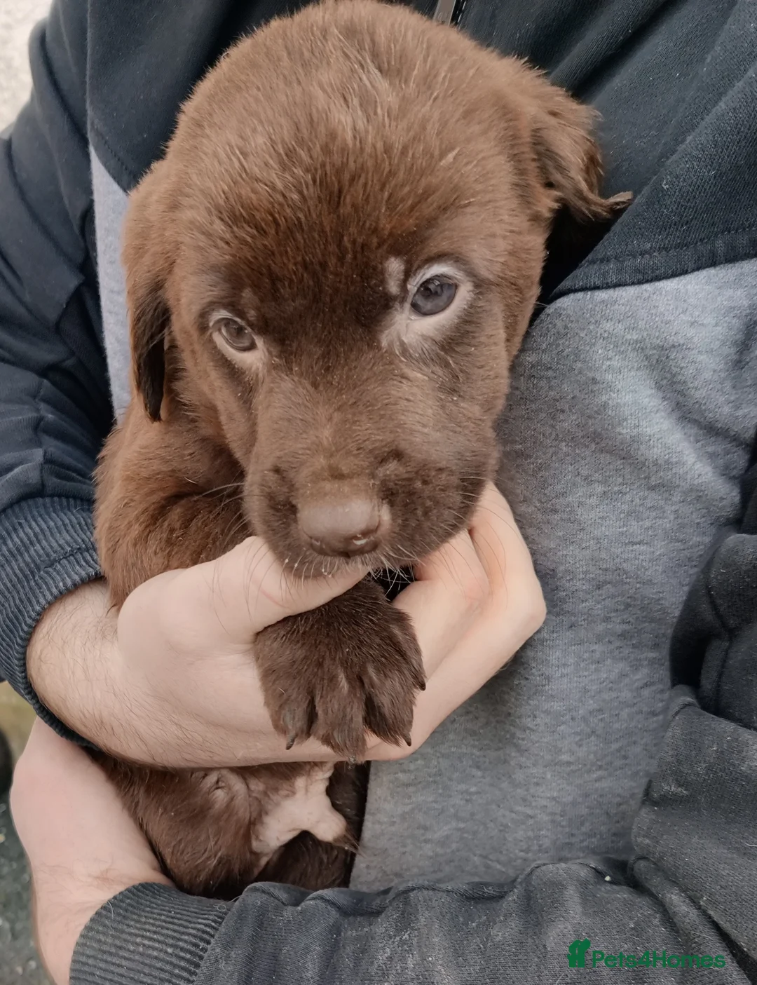 Springador dogs for sale: Springador Puppies - Advert 11