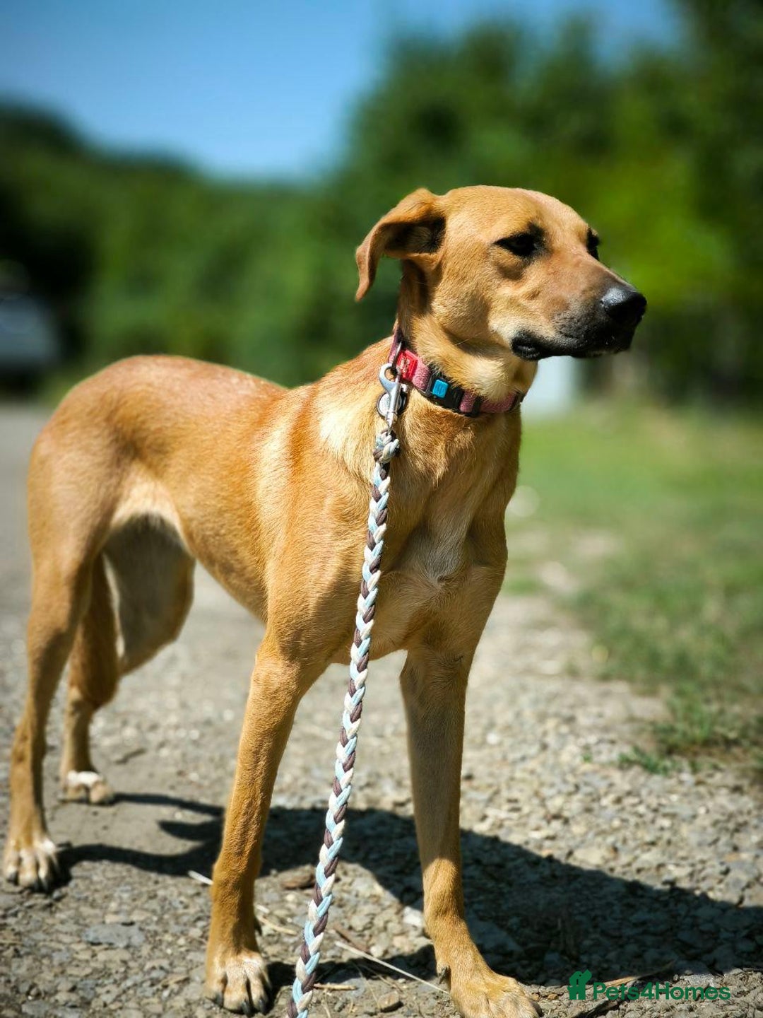 Mixed Breed dogs for adoption: 💖🐶 NIXIE 🐶💖 - Image 3