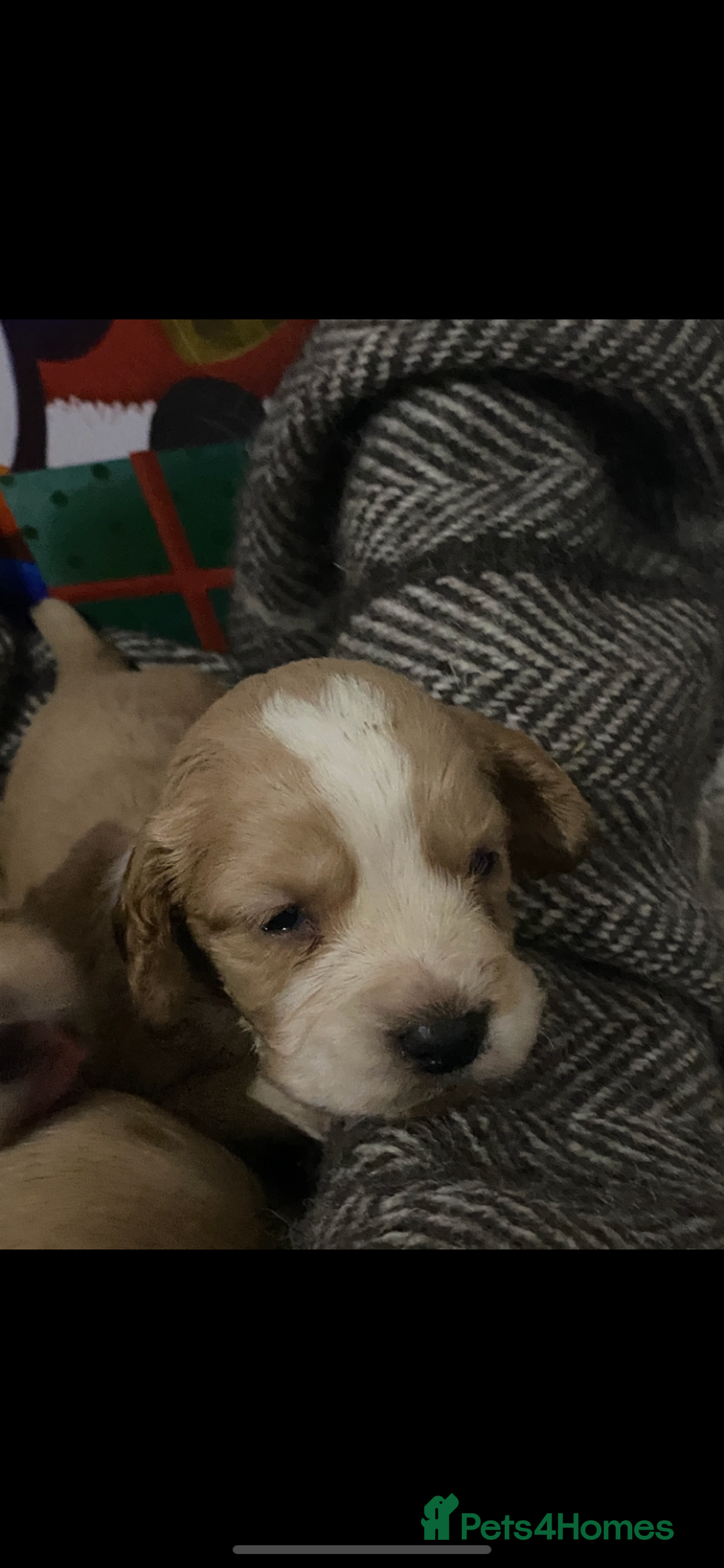 Cocker Spaniel dogs for sale: Cocker spaniel puppies for sale  - Advert 18