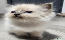 Ragdoll cats for sale: Stunning ragdoll kittens  - Image 18