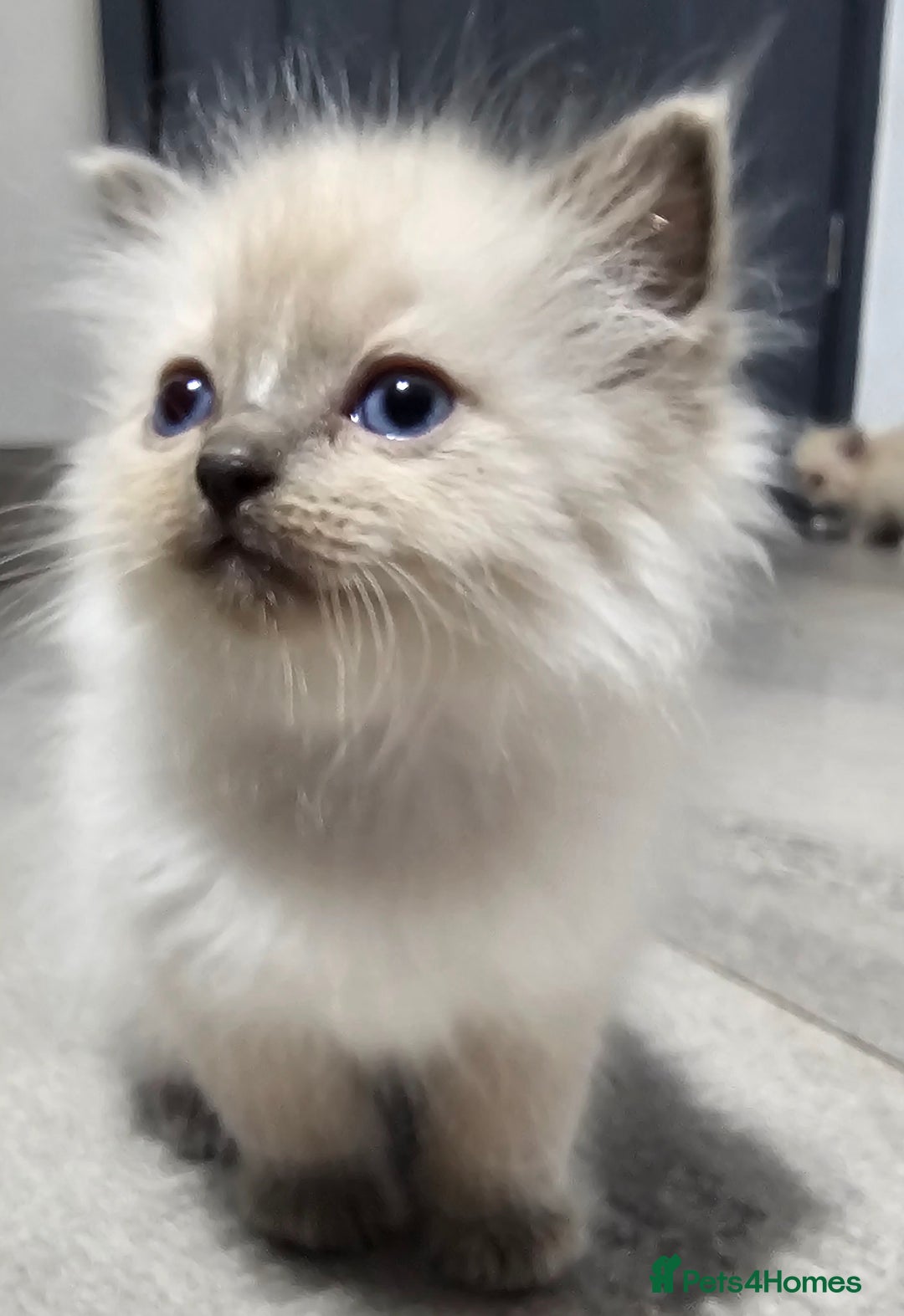 Ragdoll cats for sale: Stunning ragdoll kittens  - Image 18