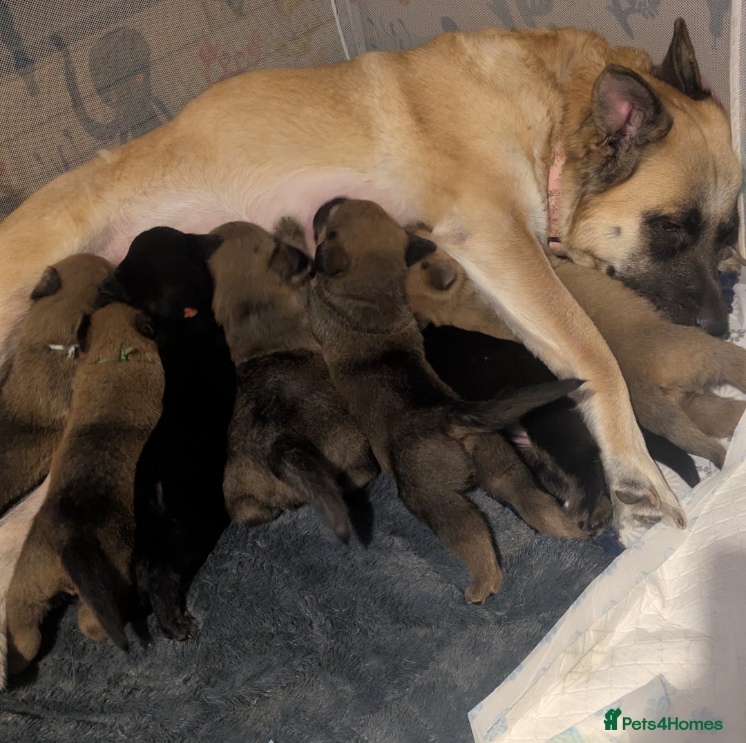 Mixed Breed dogs for sale: Last puppy looking for his forever home  - Advert 4